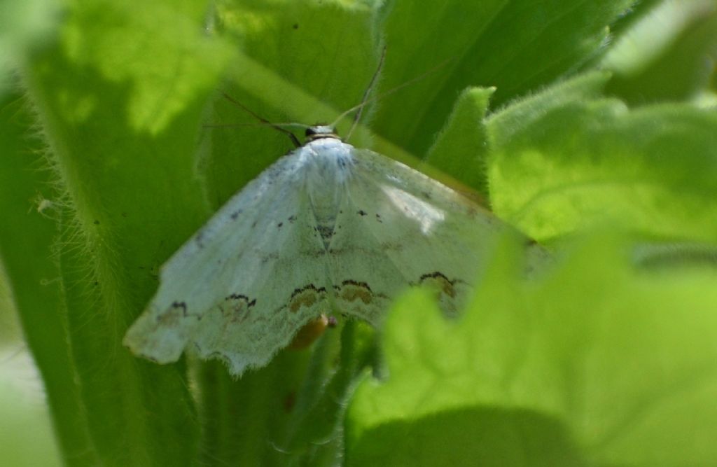 Scopula ornata - Geometridae